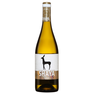 Shaya Verdejo