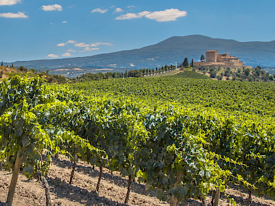 The Regal Wineries of Spain&#039;s Renowned Rioja Region