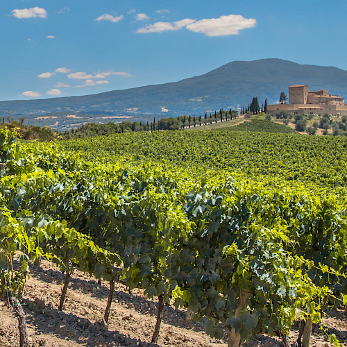 The Regal Wineries of Spain's Renowned Rioja Region