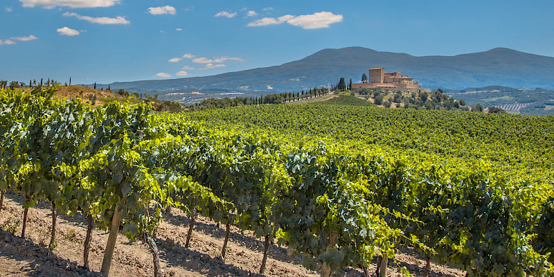 The Regal Wineries of Spain's Renowned Rioja Region