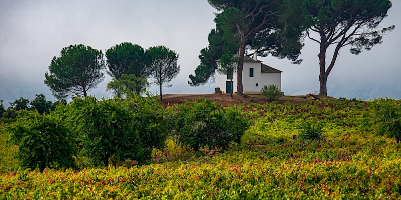 Bierzo