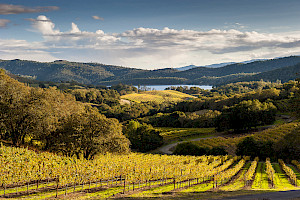 Napa Valley: Essential Wines