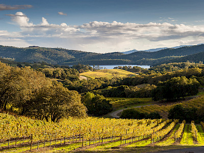 Napa Valley: Essential Wines