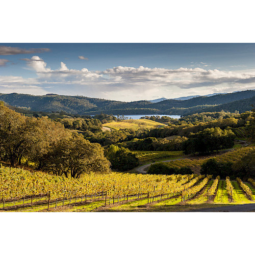 Napa Valley: Essential Wines