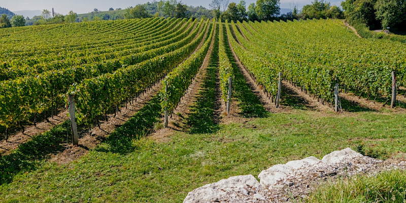 Savoie et Bugey